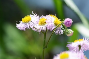 Obraz premium Spring flowers on the roadsides and fields