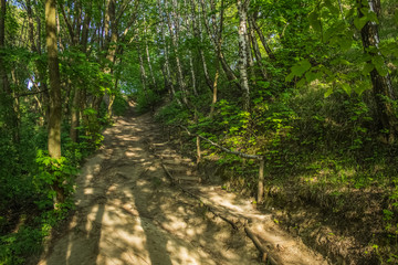 trail in forest nature mountain landscape with stairs