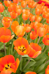 Tulips blooming in a garden in botany park in early spring