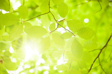 Fototapeta na wymiar Background of beech leaves photographed toward the loght