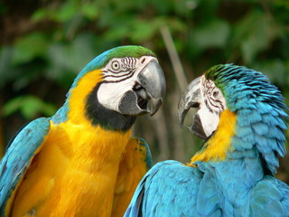 コンゴウインコ