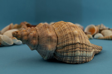 The spiral-shaped shell of a sea mollusk against the background of small shells.