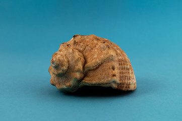 Sea shell in the form of a twisting spiral on a blue background.