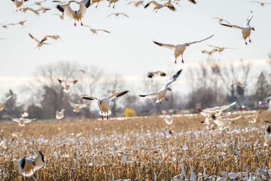 Snow geese come in for a landing over a corn field spring time