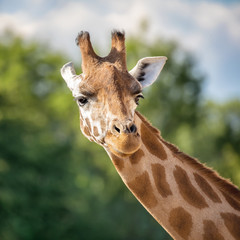 Giraffe portrait front view