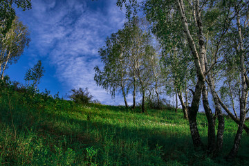 summer birch trees