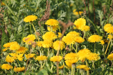 Field of dandelions yellow flowers and green grass