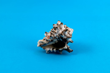 Obraz na płótnie Canvas A small shell of a sea mollusk with chitinous outgrowths of an arbitrary shape.