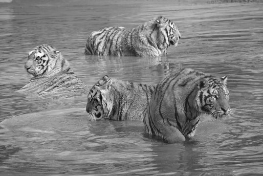 Tigers in Harbin, China