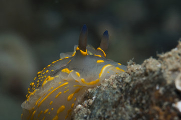 Invertebrate yellow walking on the sponge