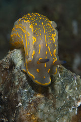Invertebrate yellow walking on the sponge