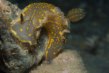 Invertebrate yellow walking on the sponge