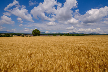 Paysage de Provence en été, champ de blé, et champs de lavande. Ciel bleu avec de beaux nuages.