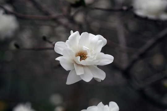 Magnolia flower on a blurry bokeh background. Flowers Magnolia flowering against a background of flowers. Soft focus image of blossoming magnolia flower in spring time.