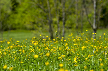 Yellow flower Buttercup fields