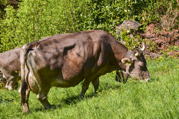Cow grazing grass and flowers on green fresh pastures in the swiss alps	