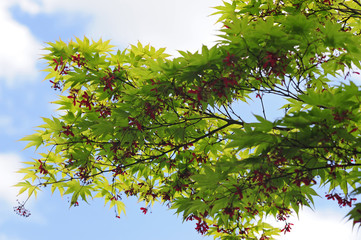 Fototapeta na wymiar Flower of the japanese maple-33