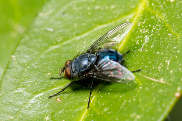 Fototapeta premium Fliege Makrofoto