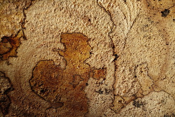 Stump of freshly cut trees in a garden