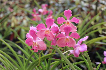 ピンクの蘭 Pink Orchid