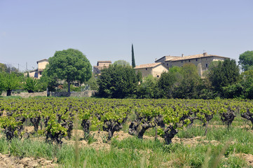 Fototapeta na wymiar The vineyards in the spring