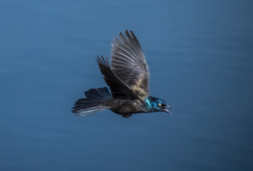 Brewer's Blackbird Flying