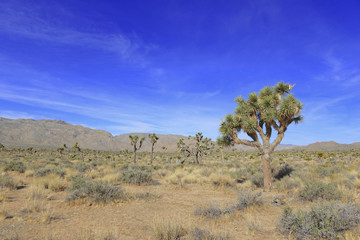Joshua Trees in desert environment, Joshua Tree National Park, USA