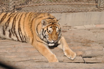 Tiger in Harbin, China