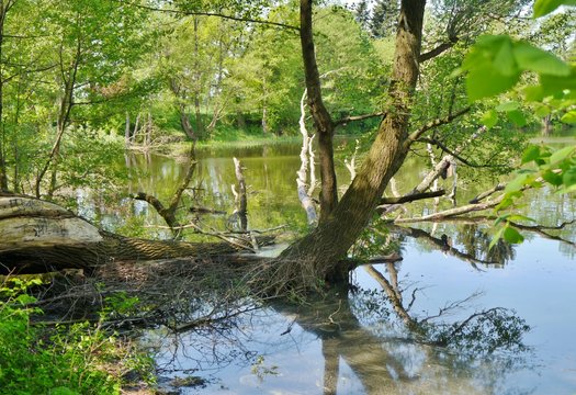 Baum spiegelt sich im Teich