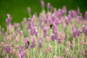 Obraz premium Bumble bees on lavender flowers,