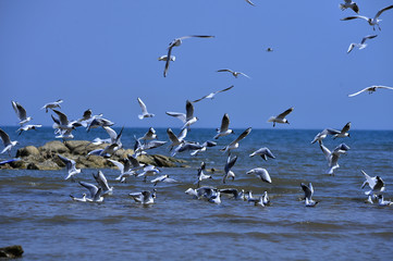 Seagulls fly in free