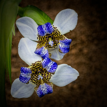 Waking Iris, Neomarica caerulea, on black background, top view