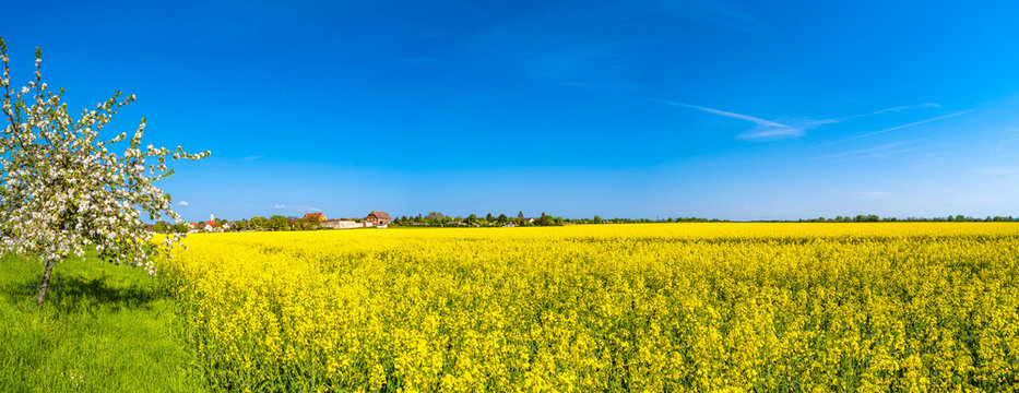 Panoramic view of beautiful farm landscape of rapeseed field in Spring © neurobite