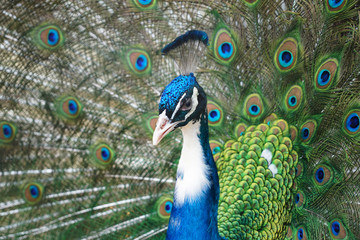 Fototapeta na wymiar close up on blue peacock with spreading tail feather