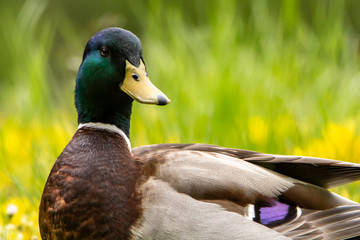 Mallard Portrait