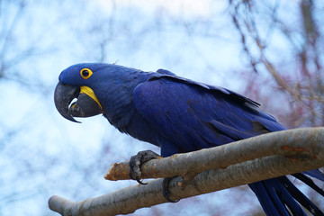 close up on the hyacinth macaw parrot