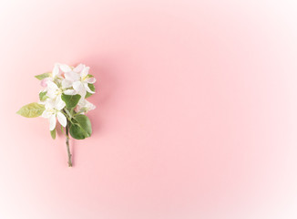 Fototapeta na wymiar Sprinf Flower Background