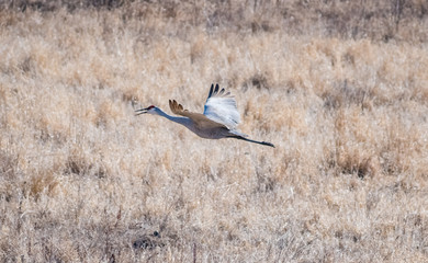 Sandhill Crane Flying