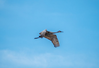 Sandhill Crane Flying