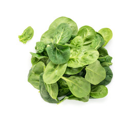 Fototapeta premium Fresh Spinach Leaves Collection