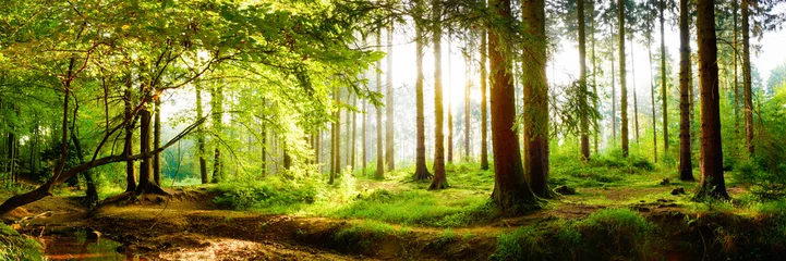 Gartenposter Panoramafotos Schöner Wald im Frühling mit strahlender Sonne durch die Bäume
