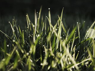 Very juicy grass with dew at dawn 6