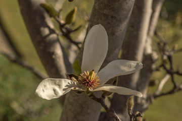 magnolia