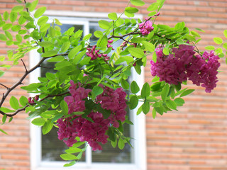 Pink flowers on tree branch. Flowers in the city