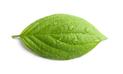 Fototapeta na wymiar Green leaf with dew on white background