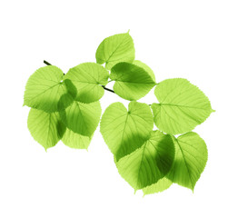 Naklejka na ściany i meble Branch with green leaves on white background