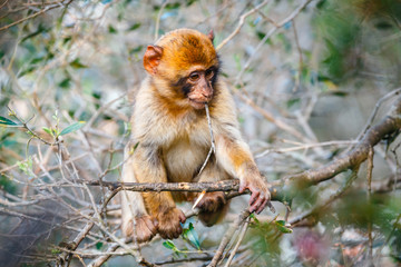 Portrait of a young macaque.  Macaques are one of the most famous attractions of the British overseas territory