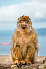 portrait of a wild male macaque.  Macaques are one of the most famous attractions of the British overseas territory