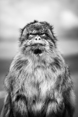portrait of a wild male macaque. Black and white photo