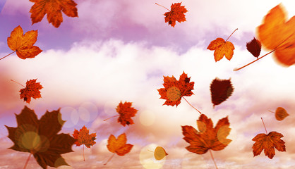 Naklejka na ściany i meble Autumn leaves pattern against blue sky with clouds